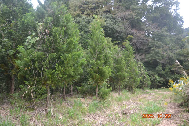 空中取り木予定箇所