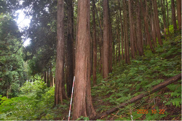 造林地見学予定箇所